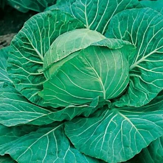 Cabbage Golden Acre