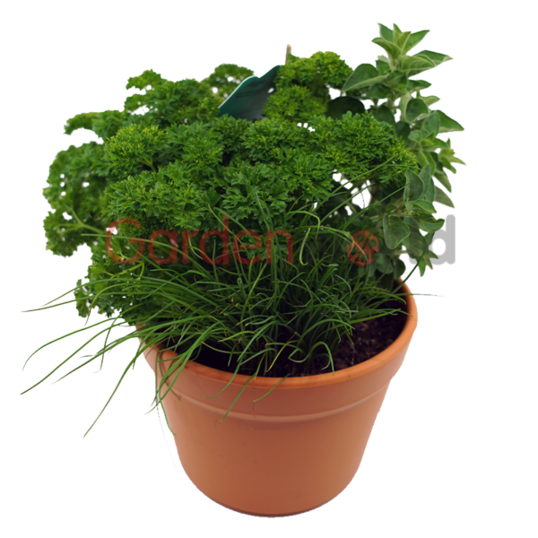 Mixed Herb Planter