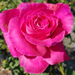 Perfume Delight Rose