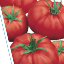Tomato KY1