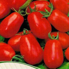 tomato roma