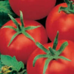 tomato superior choice
