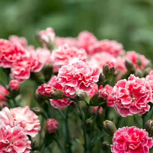 Dianthus Romance - 14cm - Perennial flowers - Garden World Nursery