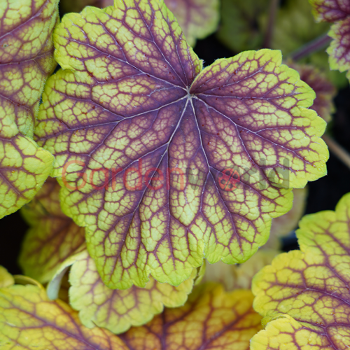 Heuchera Red Lightning 20cm - Garden World