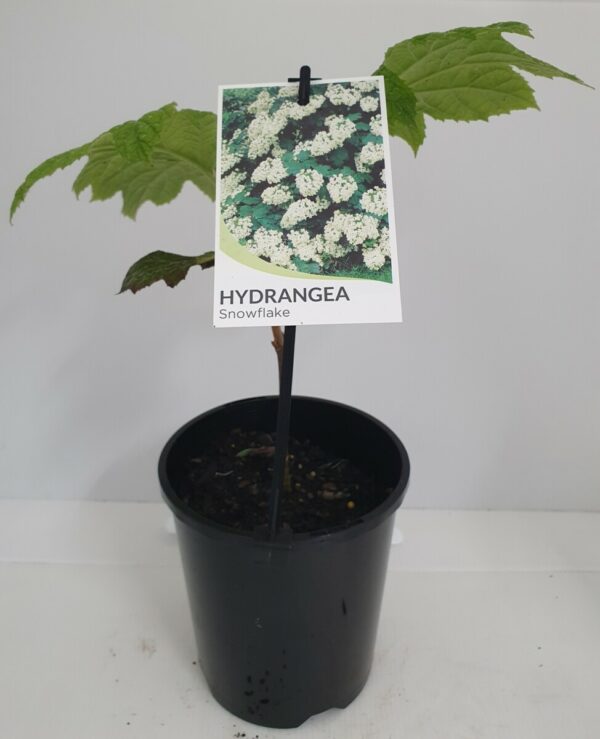 Hydrangea Snowflake 14cm