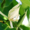 Magnolia x alba Flower