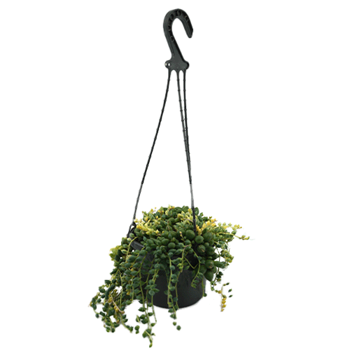 Senecio Clown Tears Hanging Basket - Garden World Nursery