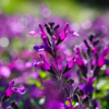 Salvia Ignition Purple 20cm
