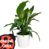 Indoor Plant Gift Large