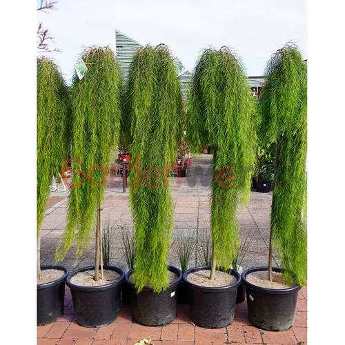 Acacia Waterfall Grafted Standard 40cm