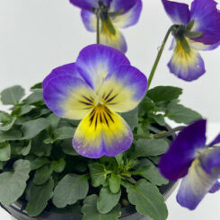 viola bi colour