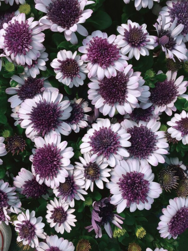 African Daisy 3D Blueberry Shake
