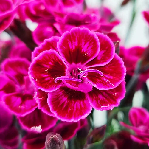 Carnation Oscar Pink Flower