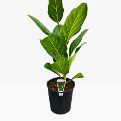 Ficus Audrey 18cm