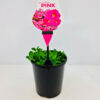 Petunia Pink Craze 14cm
