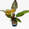 Philodendron Imperial Red 17cm