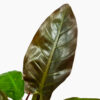 Philodendron Imperial Red Foliage