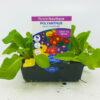 Polyanthus Pacific Giants Mix Full