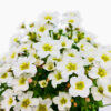 Saxifraga White Flower