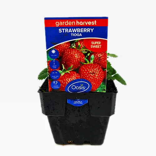 Strawberry Tioga 10cm