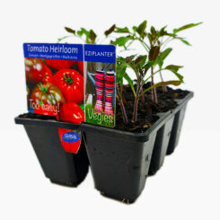 Tomato Heirloom Mix 6 Pack