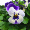 Viola Blue & White Flower