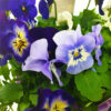Viola Blueberry Frost Flower