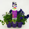 Viola Blueberry Frost Full