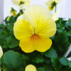 Viola Lemon Chiffon Flower