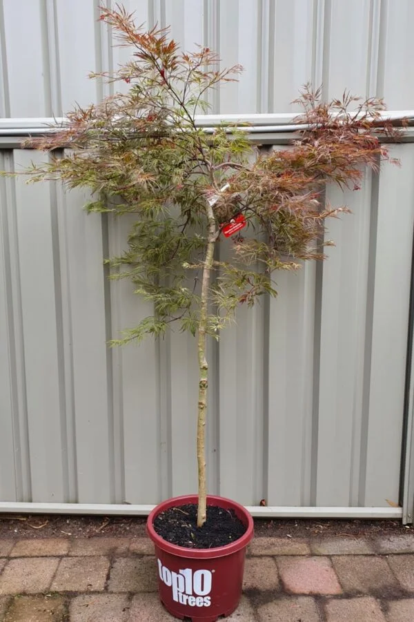 Acer Palmatum Dissectum Atropurpureum