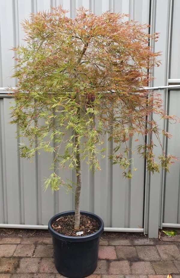 Japanese Maple Atropurpureum