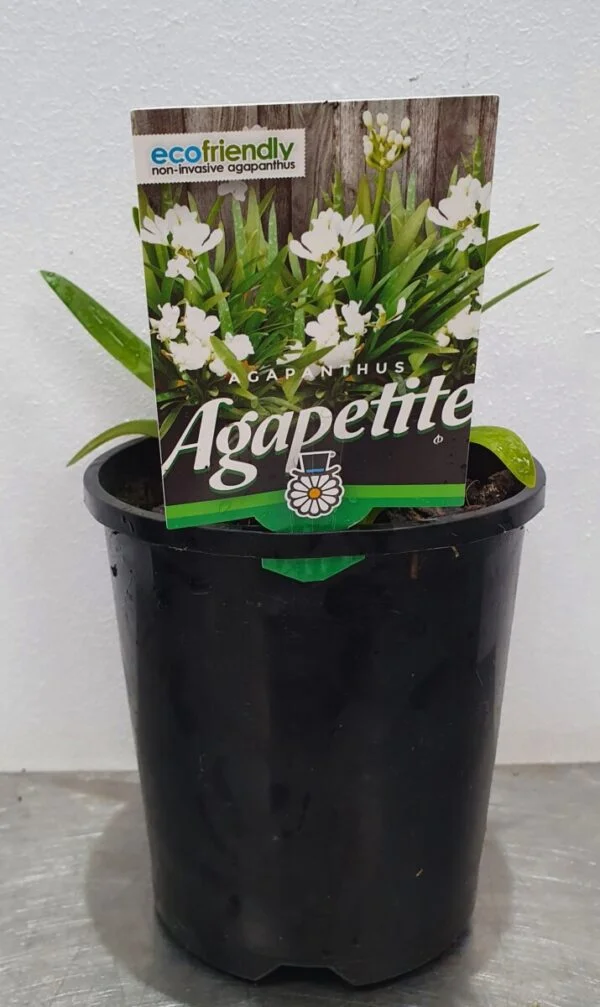 Agapanthus Agapetite 14cm