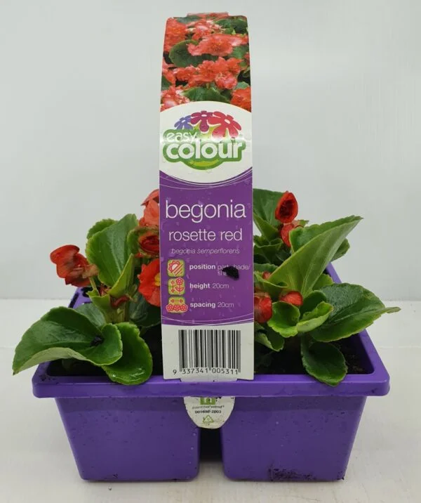 Begonia Rosette Red