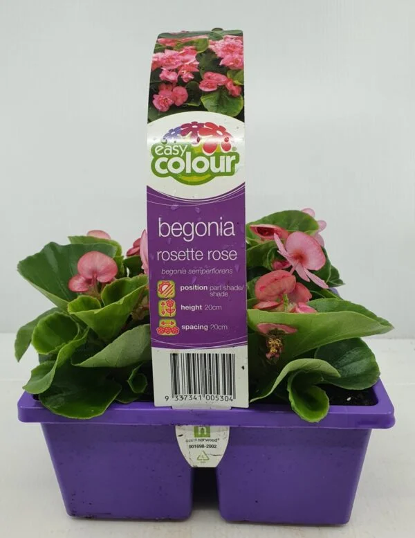 Begonia Rosette Rose