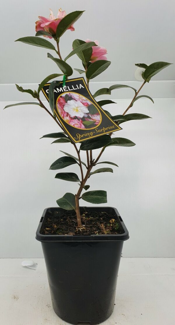 Camellia Spring Surprise 2L