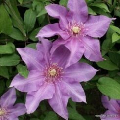 Clematis Richard Pennell