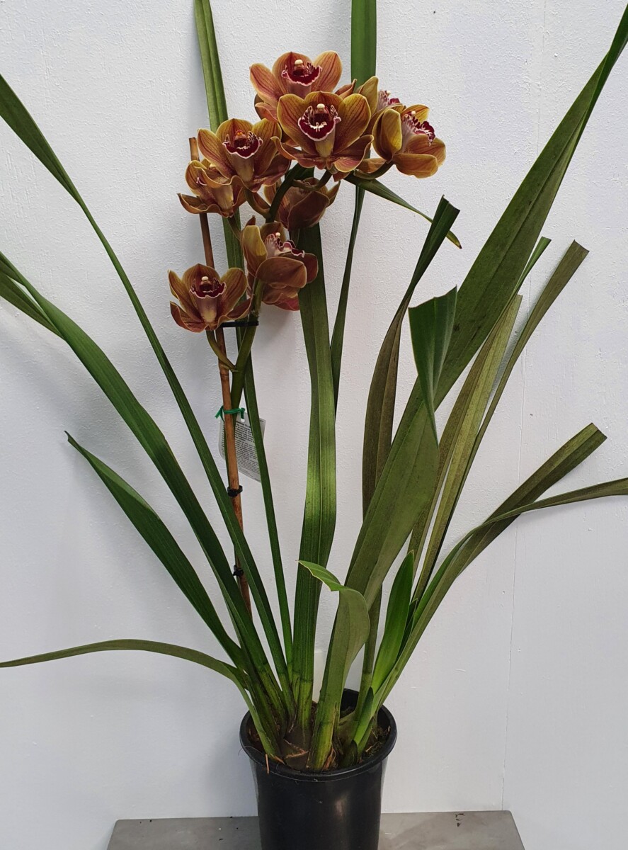 Cymbidium Orchid Khan Flame Size B Garden World 