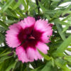 Dianthus Raspberry Parfait flower