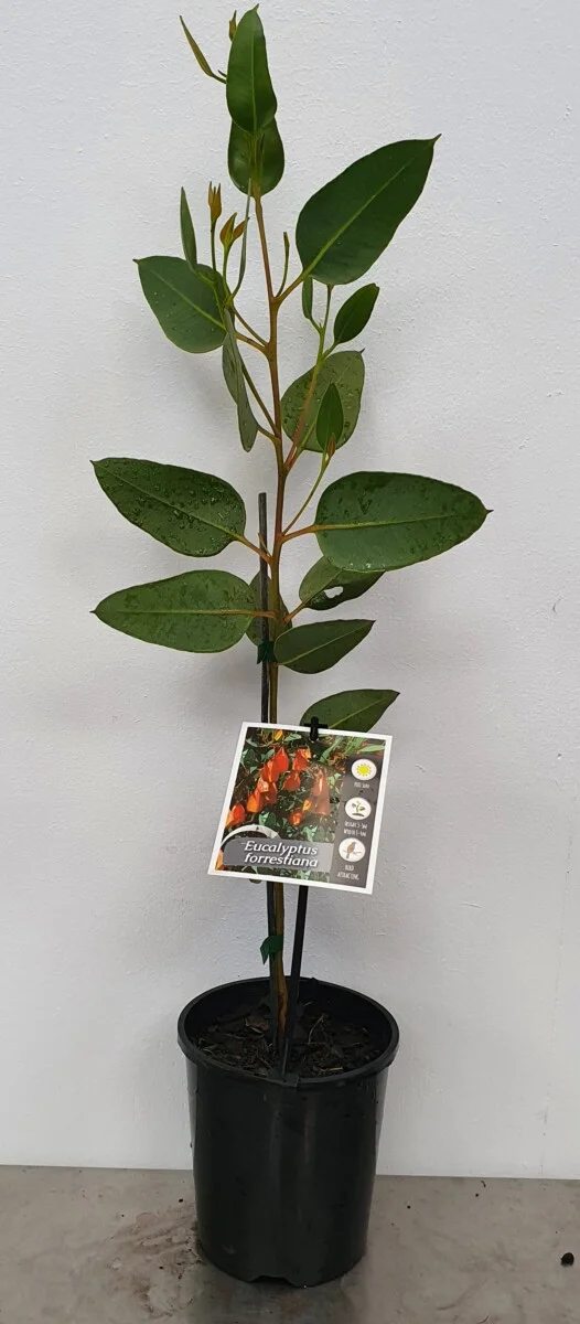 Eucalyptus Forrestiana 14cm
