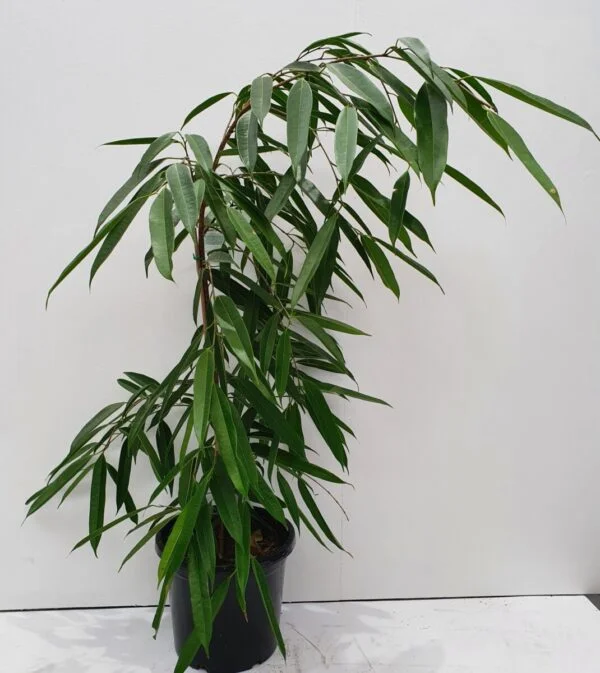 Ficus Longifolia 30cm
