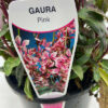 Gaura Pink Label