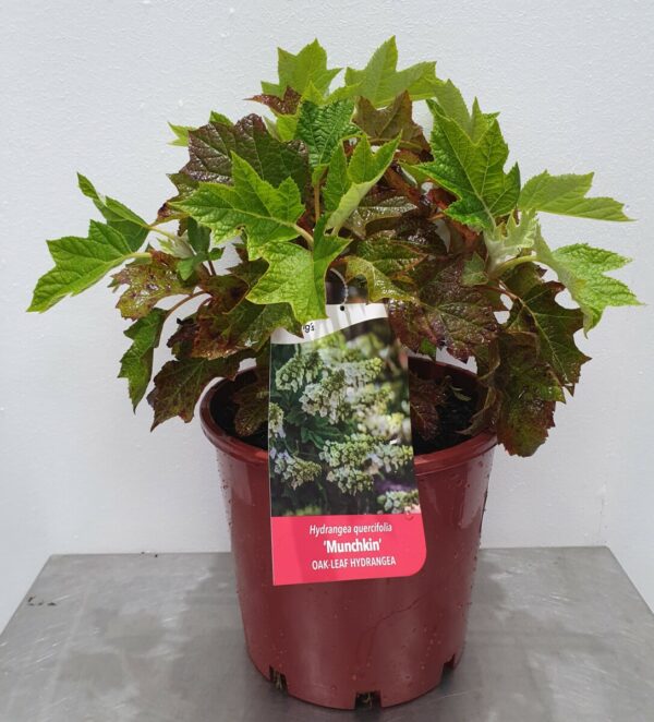 Oak Leaf Hydrangea Munchkin 20cm