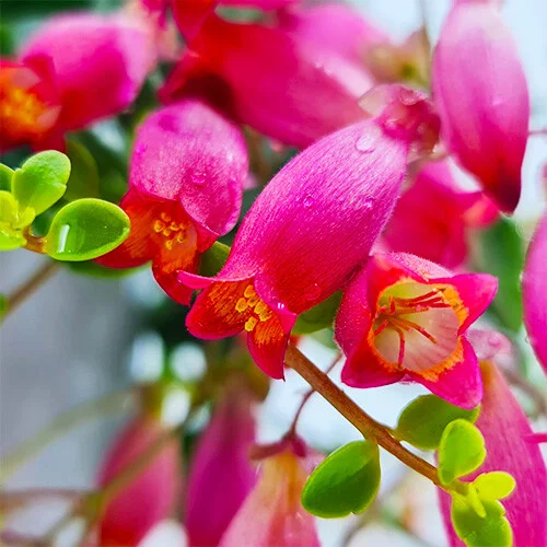 Kalanchoe Coral Bell Flower