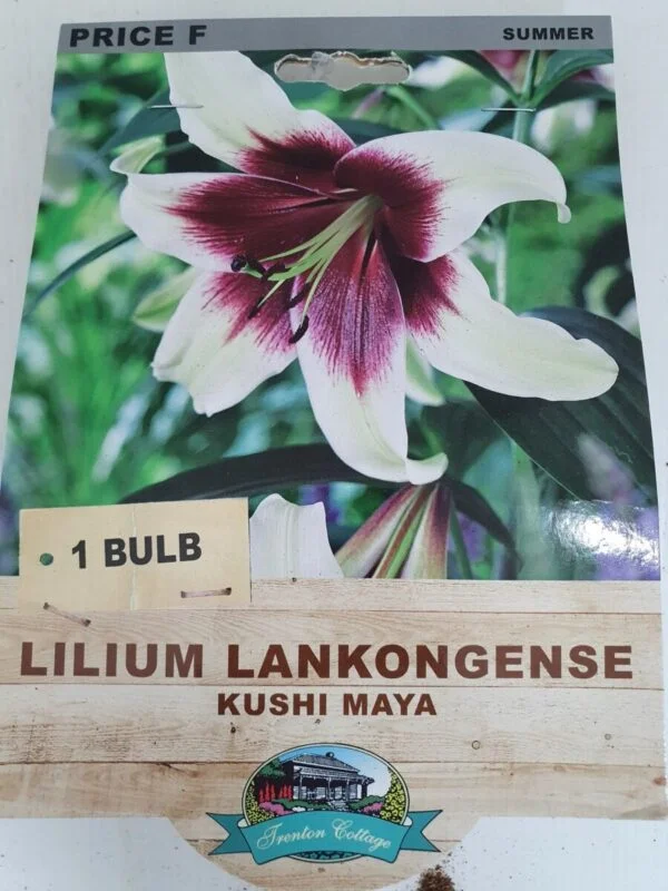 Lilium Kushi Maya Bulb