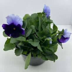 Pansy Beaconsfield Blue