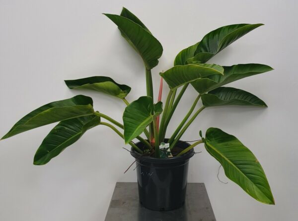 Philodendron Congo Red Core 30cm
