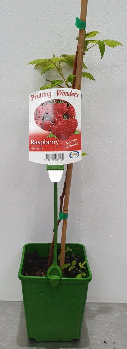 Raspberry Heritage