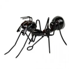 Black Ant