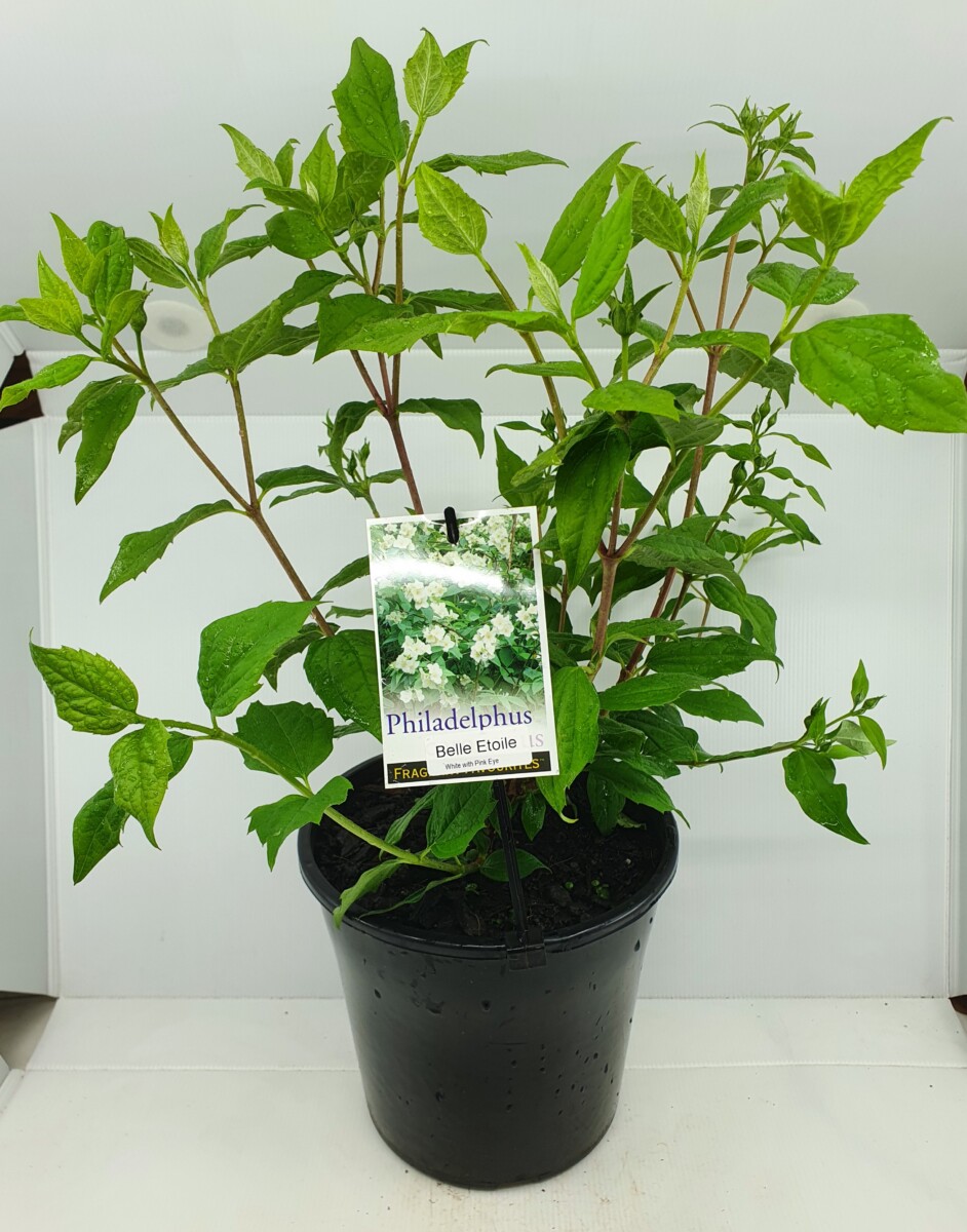 Mock Orange Belle Etoile - 20cm - Shrubs - Garden World Nursery