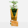 Wollemi Pine Package